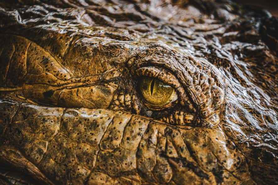 Giants of the Llanos: the Orinoco Crocodile