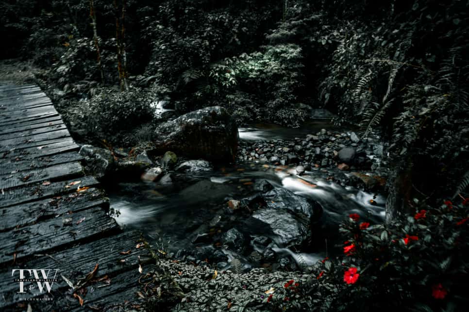 Looking for the quetzal