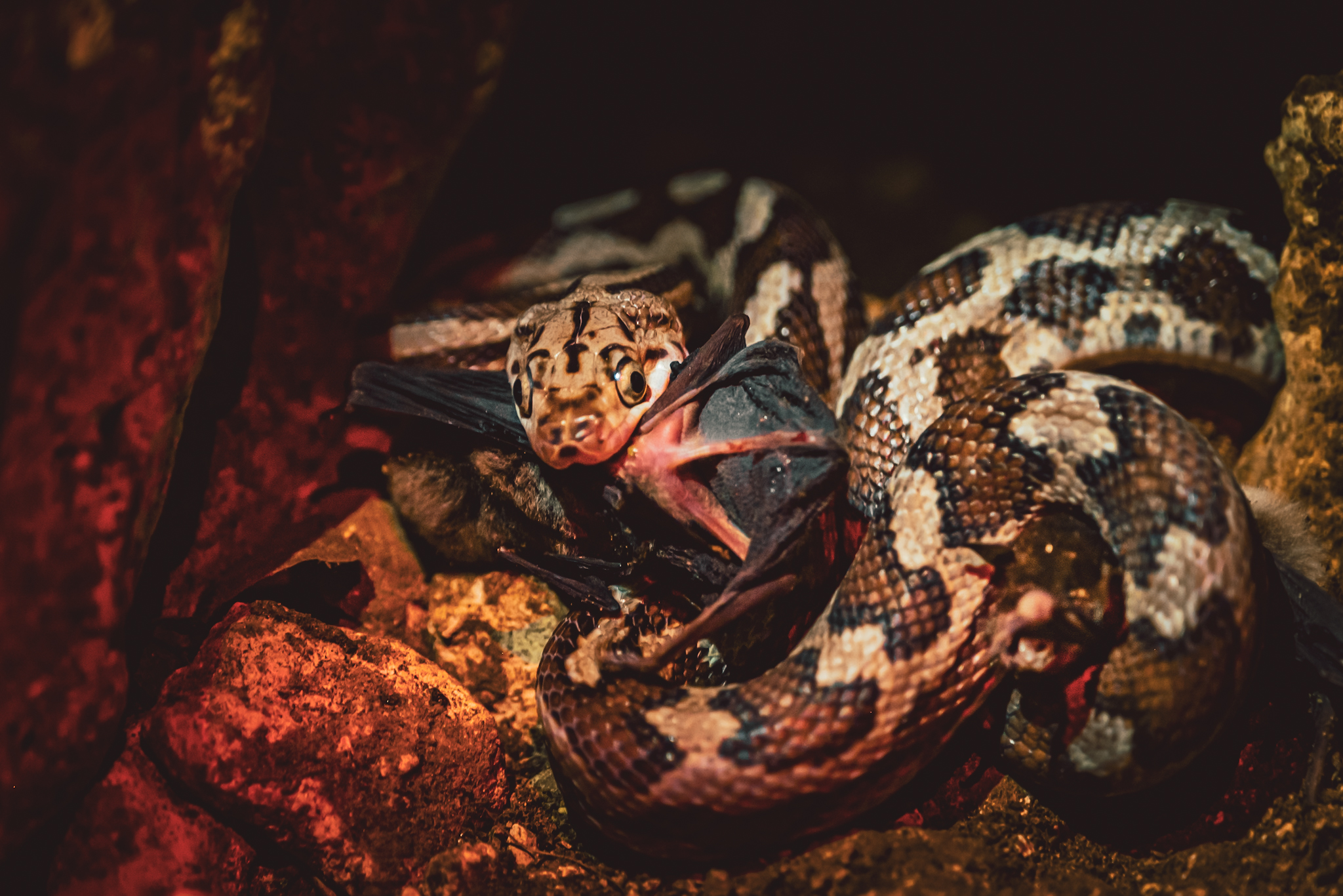 Von hängenden Nattern und blinden Passagieren
